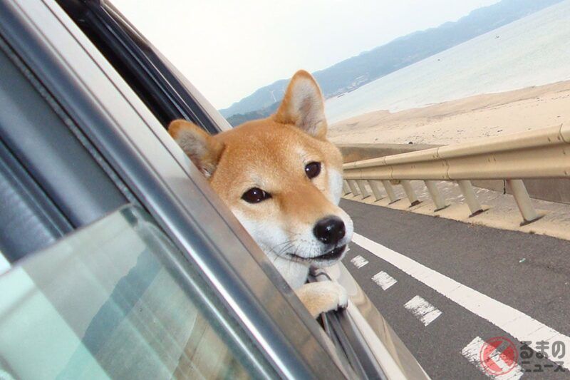 恐怖！？NEXCO 公開了高速公路上「動物闖入瞬間」的影片！  牠大搖大擺地「走過主線、左晃右晃」，差點就引發碰撞事故！  「救命啊，汪！」這隻狗在千鈞一髮的危機中最後怎麼了呢？