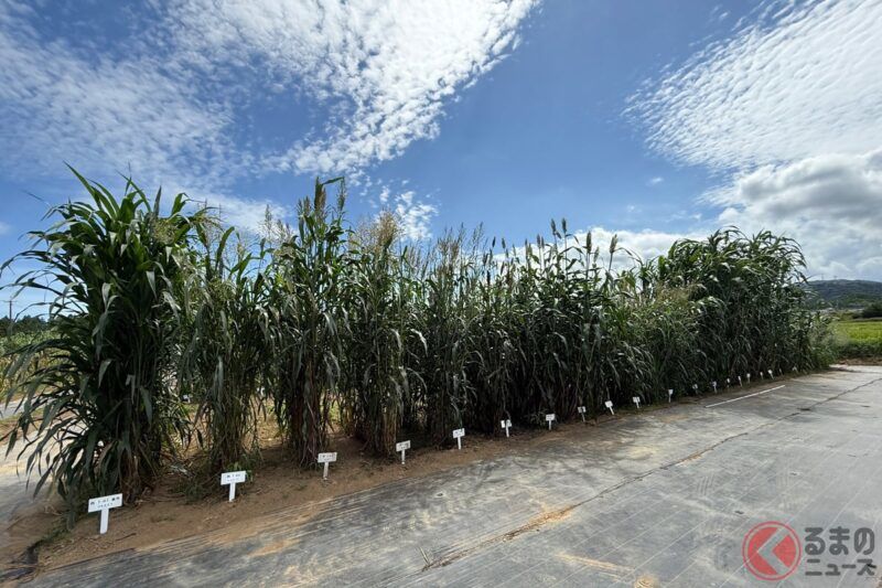 豐田也開始種玉米了!? 為什麼呢？ 公開「生物燃料」的最新計畫！ 從福島走向世界的「碳中和燃料」未來發展