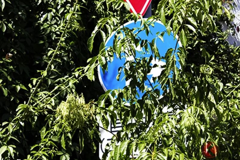 「“sign”根本看不到啊！」被“street trees”擋住、無法辨識的道路標誌到底有沒有法律效力？如果沒注意到就可能被開罰單，簽名之前一定要先「拍現場照片」！千萬不要默默吞下去！
