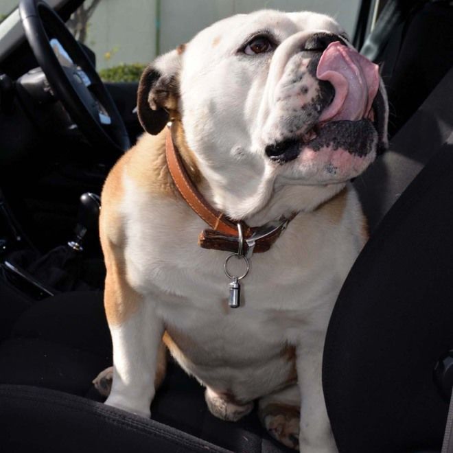 夏日愛犬放車內 中暑猝死風險高